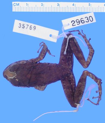 Media type: image; Herpetology A-29630